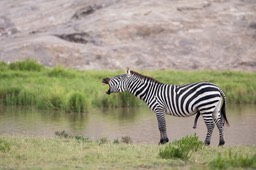 zebra