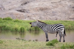 zebra