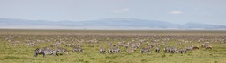 zebra