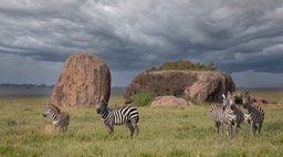 zebra