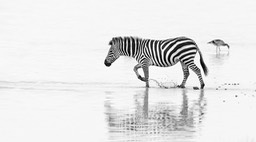 zebra