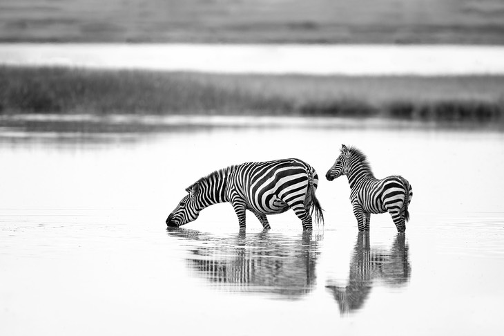 zebra