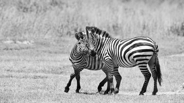 zebra