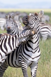 zebra