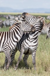 zebra