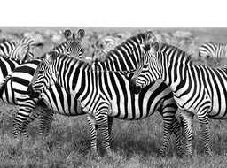 zebra