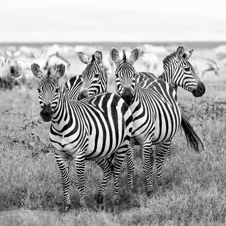 zebra