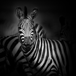 zebra