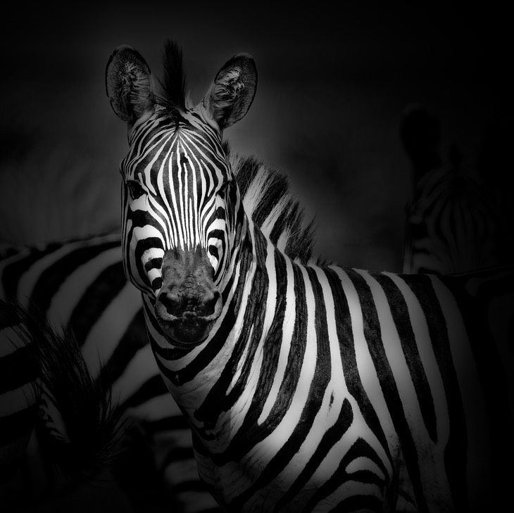 zebra