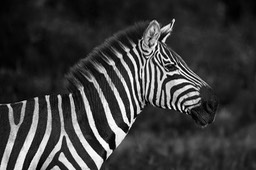 zebra