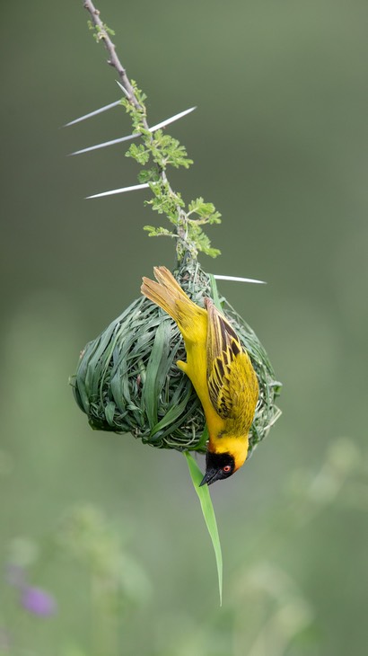 vitelline masked weaver