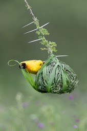 vitelline masked weaver