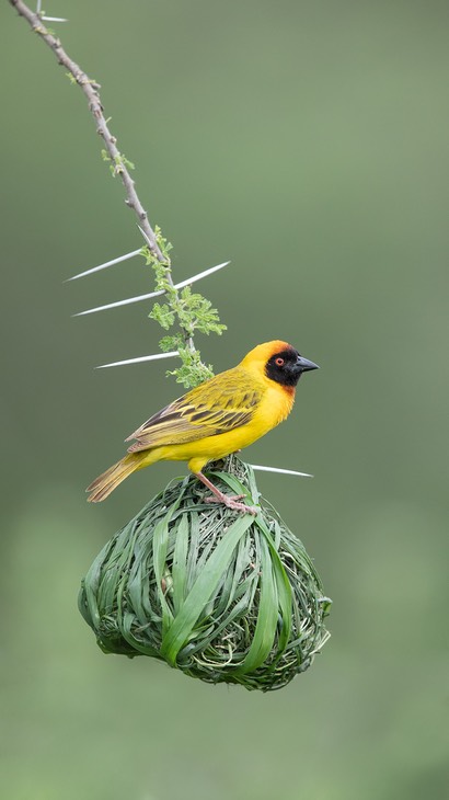 vitelline masked weaver