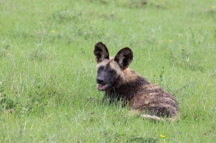 african wild dog