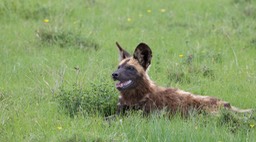 african wild dog