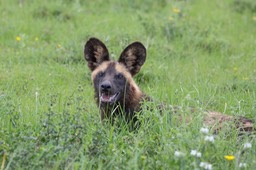 african wild dog