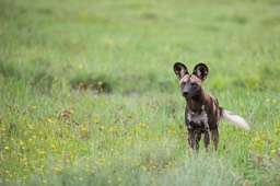 african wild dog