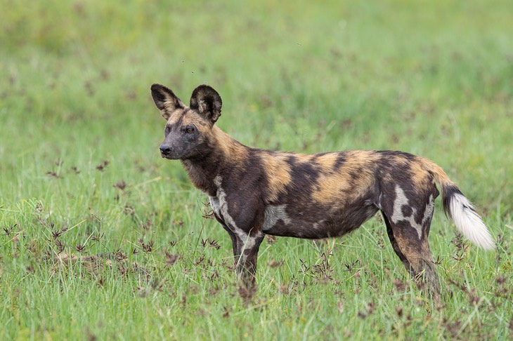 african wild dog