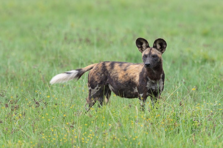 african wild dog