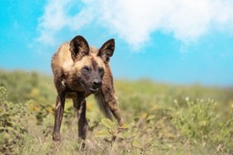 african wild dog