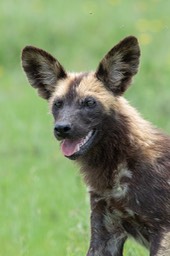 african wild dog