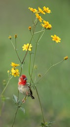 cardinal quelea