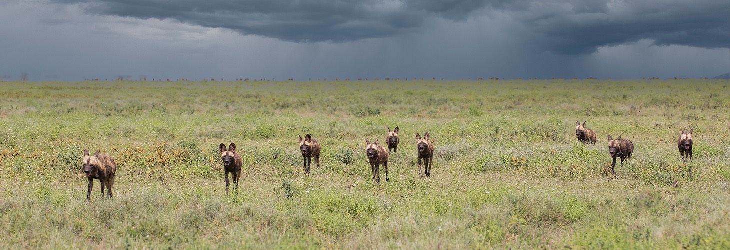 african wild dog