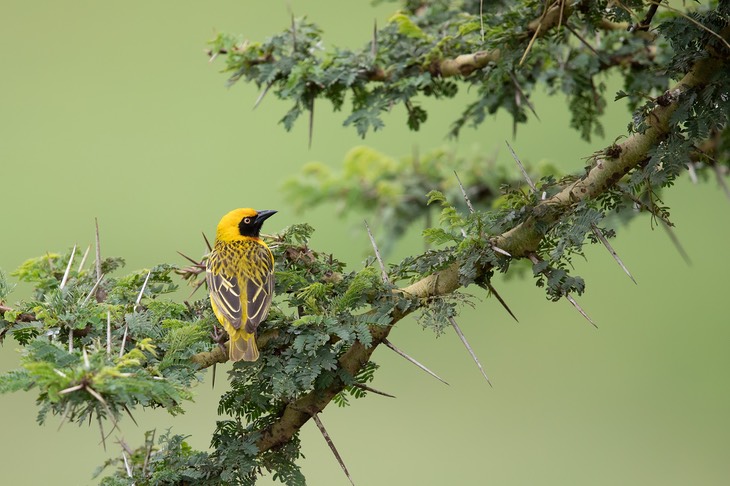 lesser masked weaver