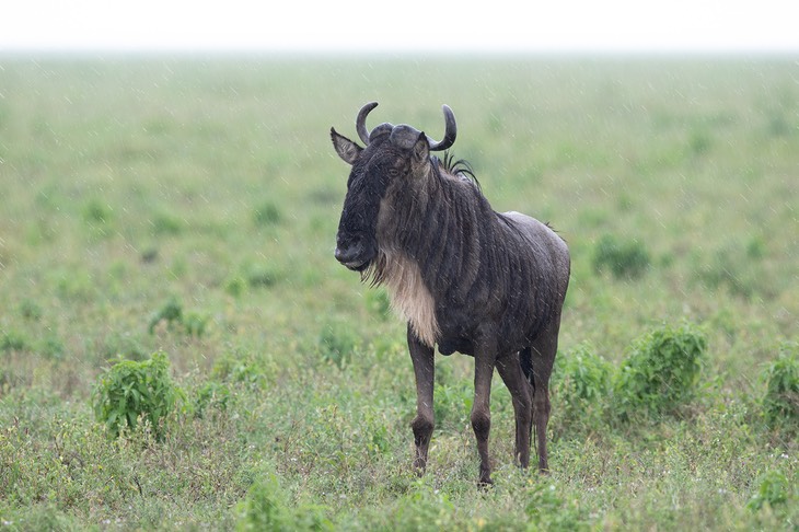 wildebeest