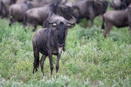 wildebeest