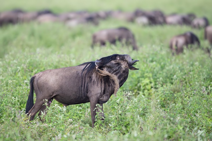 wildebeest