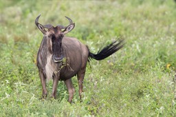 wildebeest