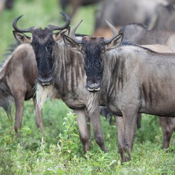 wildebeest