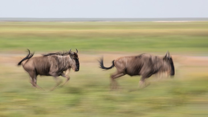 wildebeest