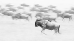 wildebeest