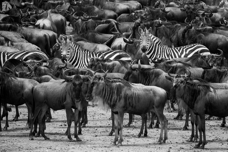 wildebeest