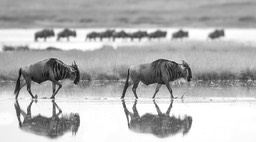 wildebeest