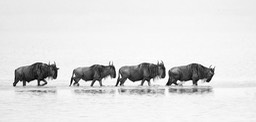 wildebeest