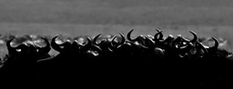 wildebeest