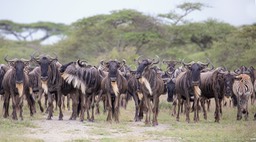 wildebeest