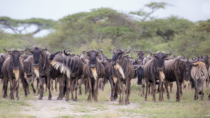 wildebeest