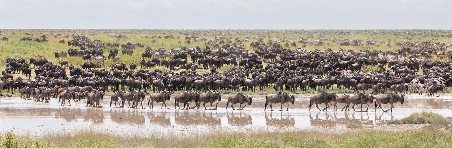 wildebeest