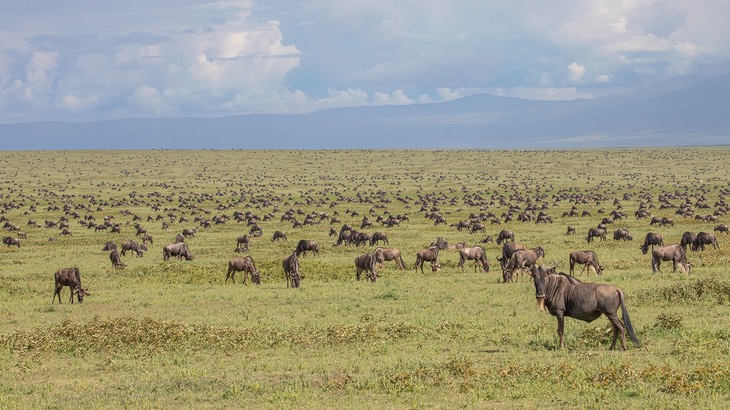 wildebeest