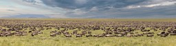 wildebeest