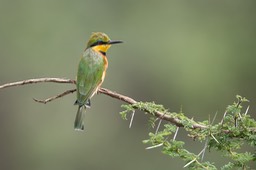 little bee eater