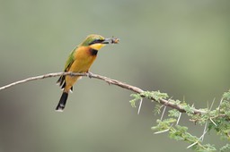 little bee eater