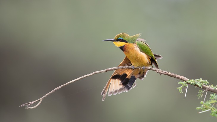 little bee eater