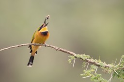 little bee eater