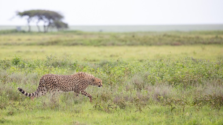 cheetah