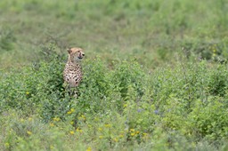 cheetah